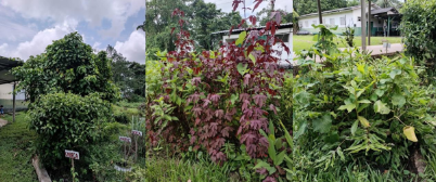 Portfólio - PLANTAS MEDICINAIS